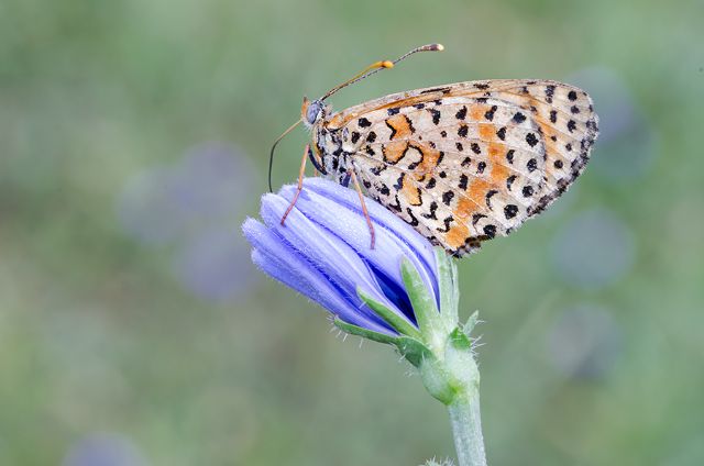 Sono tutte Melitaea didyma? - Si